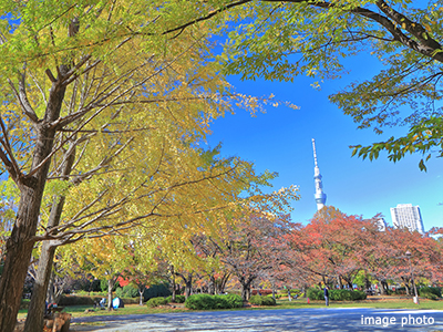猿江恩賜公園｜猿江恩賜公園レジデンス