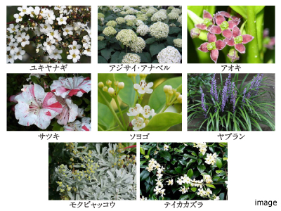 植栽イメージ｜猿江恩賜公園レジデンス